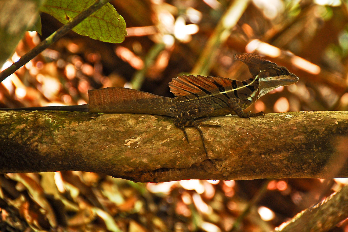 Common Basilisk  Basiliscus basiliscus,Common Basilisk,Costa Rica,Geotagged