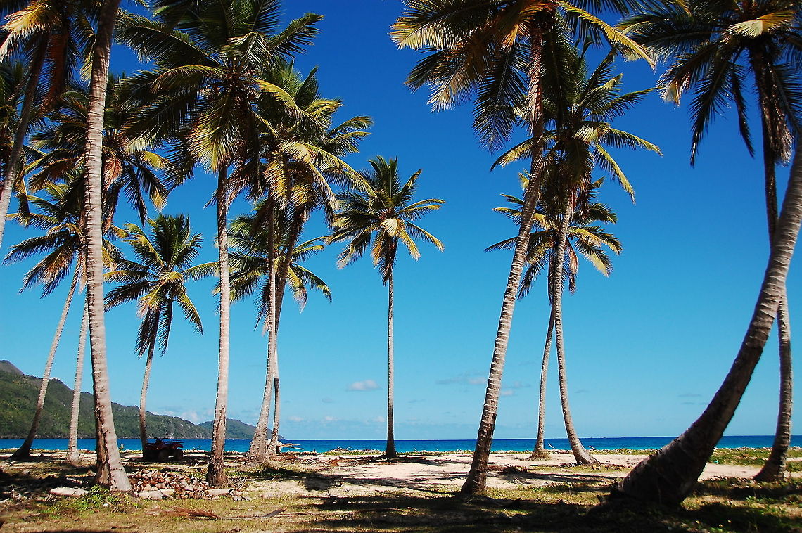 Coconut palm  Coconut palm,Cocos nucifera,Dominican Republic,Geotagged