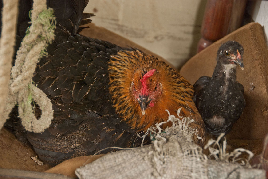 gallines-1  Chicken,Domestic Chicken,Dominican Republic,Gallus gallus,Gallus gallus var. domesticus,Geotagged