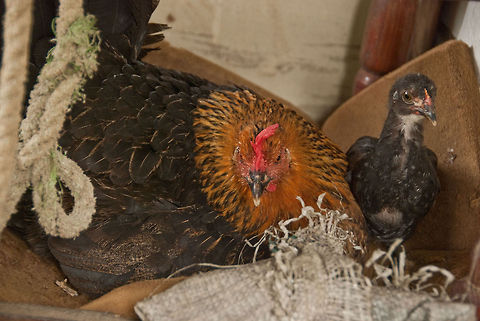 gallines-1  Chicken,Domestic Chicken,Dominican Republic,Gallus gallus,Gallus gallus var. domesticus,Geotagged