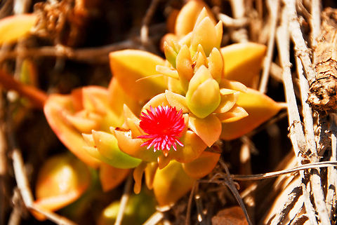 Flower.  Aptenia cordifolia,Baby sun rose,Geotagged,Spain