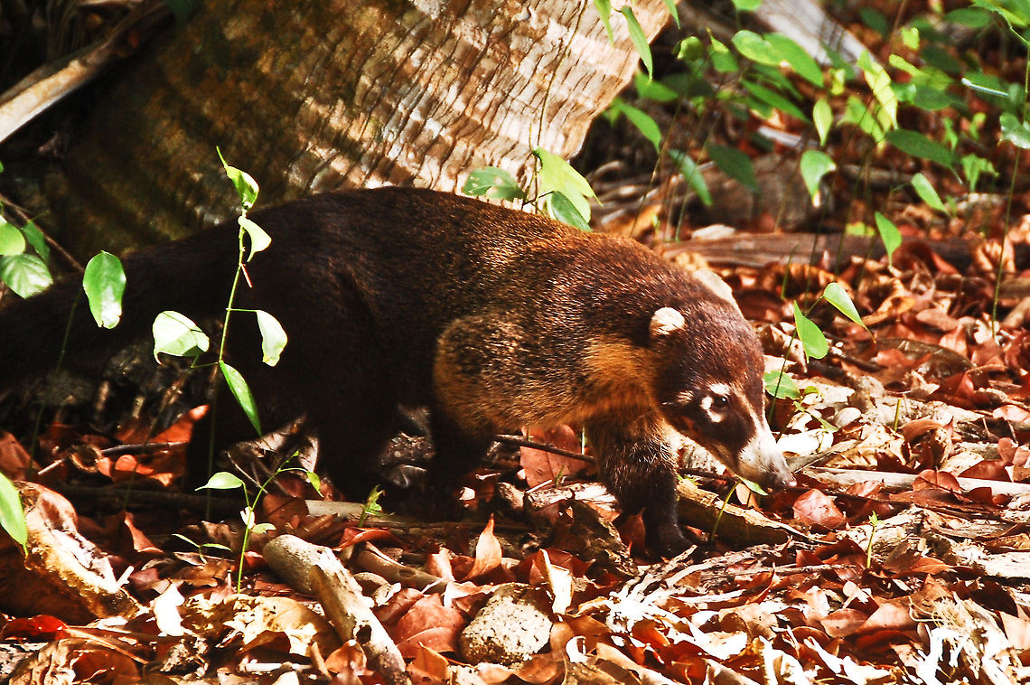 White-nosed coati in Costa Rica  Costa Rica,Geotagged,Nasua narica,Nasua nasua,South American Coati,White-nosed coati