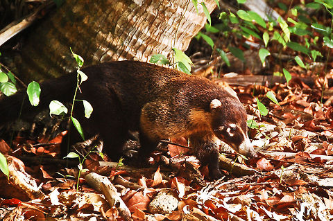 White-nosed coati in Costa Rica  Costa Rica,Geotagged,Nasua narica,Nasua nasua,South American Coati,White-nosed coati