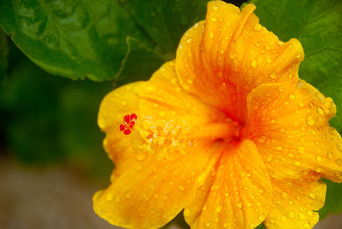 FLORS  Chinese hibiscus,Hibiscus rosa-sinensis,flower