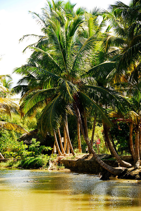 palmeres  Coconut palmCocos nucifera,Cocos nucifera,Dominican Republic,Geotagged