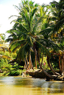 palmeres  Coconut palmCocos nucifera,Cocos nucifera,Dominican Republic,Geotagged