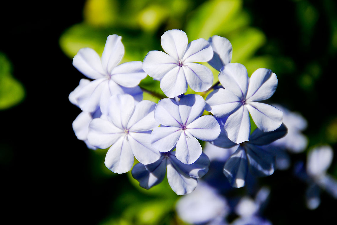 flo  Dominican Republic,Geotagged,Plumbago auriculata