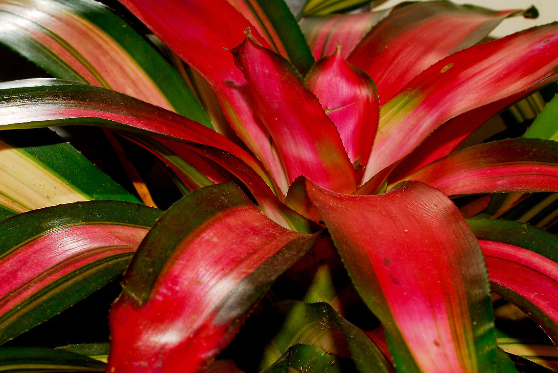 planta  Bromeliad,Dominican Republic,Geotagged,Neoregelia carolinae