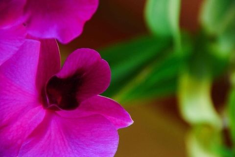 Purple flower.  Dominican Republic,Geotagged