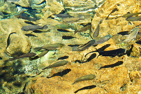 peixos  Dominican Republic,Geotagged