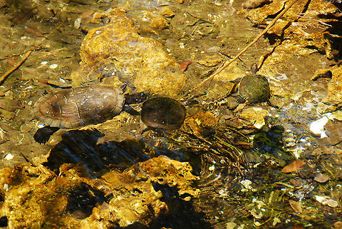 tort  Dominican Republic,Geotagged