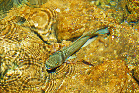 peix  Dominican Republic,Geotagged