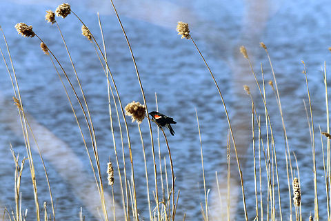 Red Winged Blackbird  Agelaius phoeniceus,Red-winged Blackbird