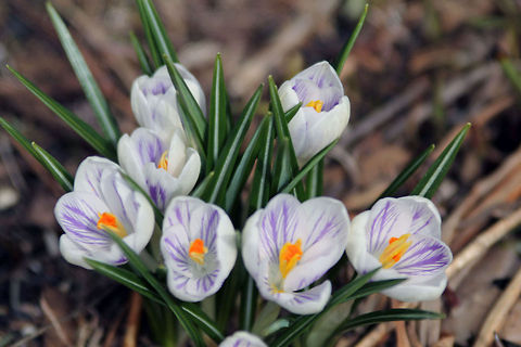 Spring Bloom  Crocus vernus,Spring Crocus