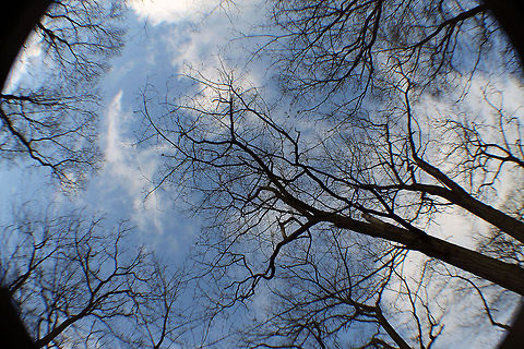 Blue Sky  clouds,fisheye,sky,trees