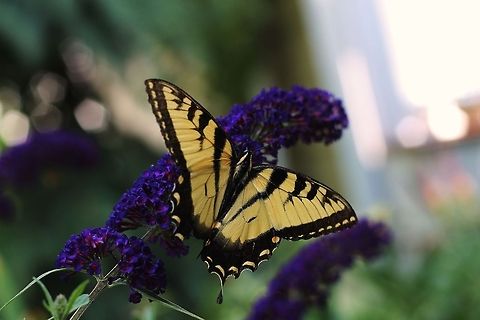 The_Butterfly_3  Eastern Tiger Swallowtail,Papilio glaucus