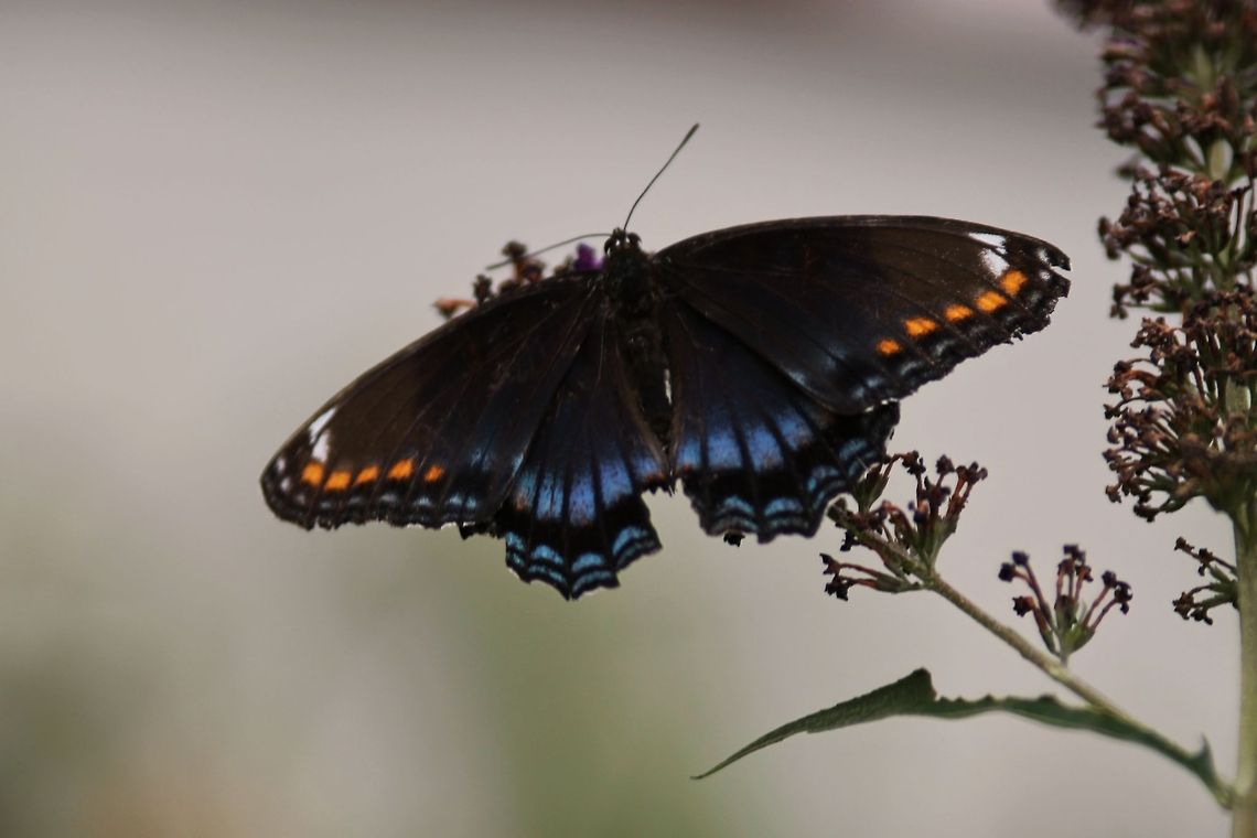Red_Spotted_Purple_Brush-Foot_2  Limenitis arthemis,White Admiral or Red-spotted Purple