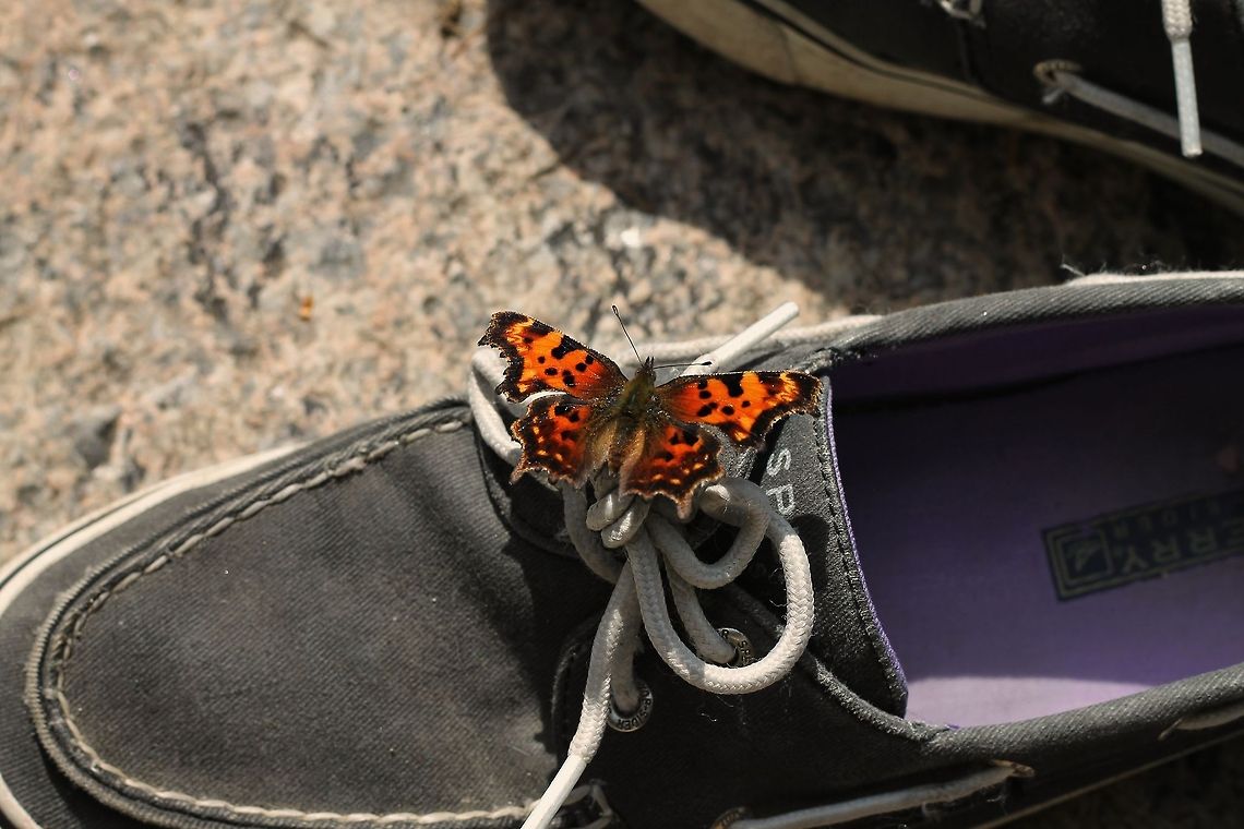 Butterfly_on_Topsider_1 Eastern Comma on Sperry Topsider. Shot at Otter Rocks, Kancamagus Highway, Jackson, New Hampshire. Eastern Comma,Polygonia comma,butterfly,nature,shoe