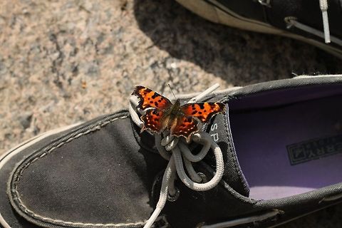 Butterfly_on_Topsider_1 Eastern Comma on Sperry Topsider. Shot at Otter Rocks, Kancamagus Highway, Jackson, New Hampshire. Eastern Comma,Polygonia comma,butterfly,nature,shoe