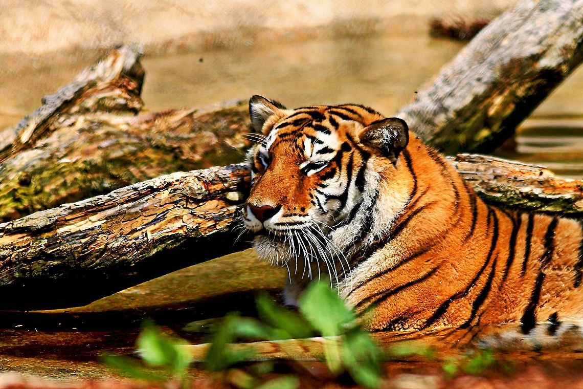 Bengal_Tiger-1-HDR  Bengal tiger,Geotagged,Panthera tigris tigris,United States