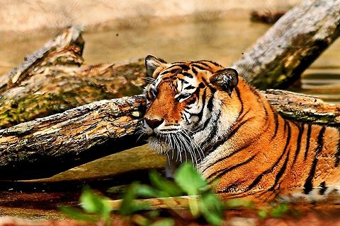 Bengal_Tiger-1-HDR  Bengal tiger,Geotagged,Panthera tigris tigris,United States