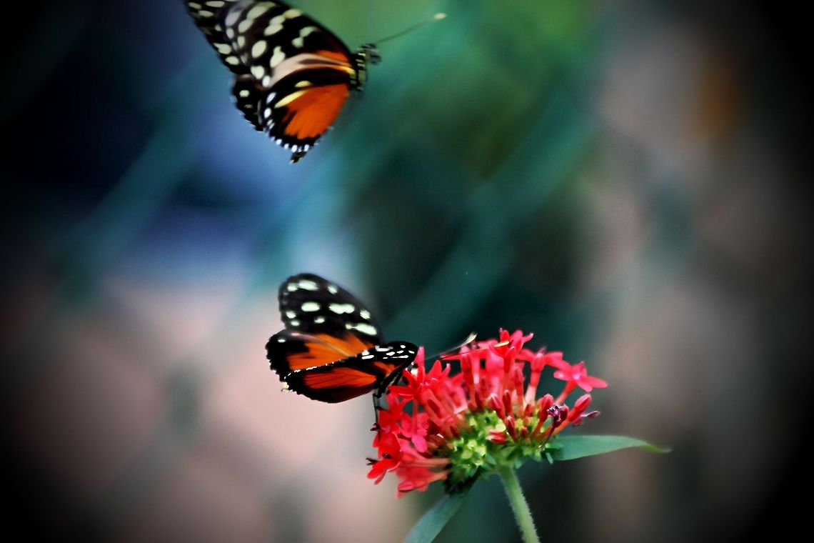 Incoming_Butterfly-Portrait_Enhance  Geotagged,Heliconius hecale,Tiger Longwing,United States