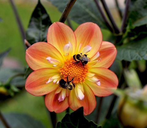 Bee_Heaven_4-1  Dahlia x hortensis Guillaumin,Geotagged,United States