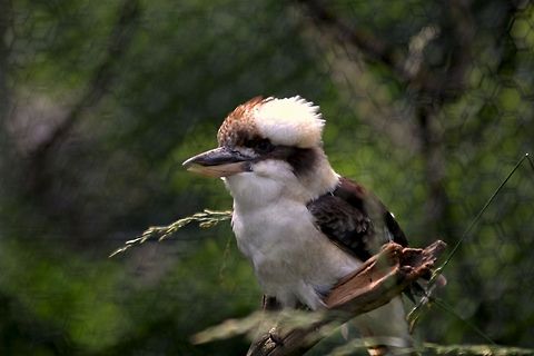 The_Kookaburra-1  Dacelo novaeguineae,Laughing Kookaburra