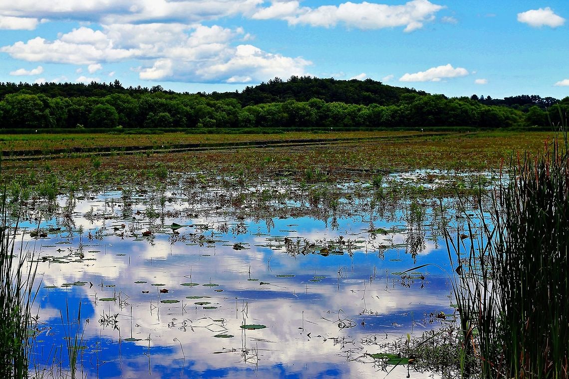 The Marsh at Great Meadows Photograph of the marsh at Great Meadows National Wildlife Refuge in Concord, Massachusetts Geotagged,Summer,United States,marsh,wetlands
