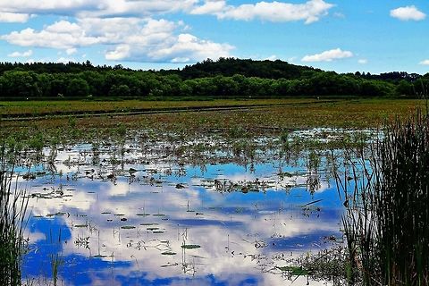 The Marsh at Great Meadows Photograph of the marsh at Great Meadows National Wildlife Refuge in Concord, Massachusetts Geotagged,Summer,United States,marsh,wetlands
