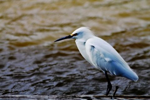 Snowy Egret Young Snowy Egret shot at Jungle Gardens, Avery Island, Louisiana Egretta thula,Fall,Geotagged,Snowy Egret,United States,bird