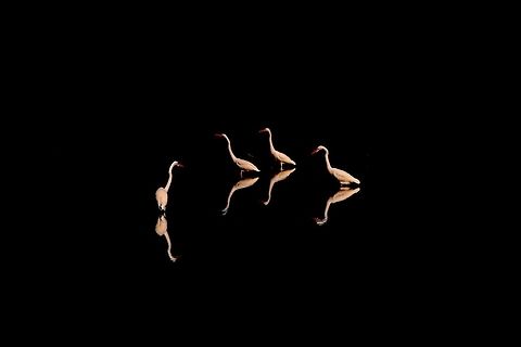 Egrets  Ardea alba,Fall,Geotagged,Great egret,United States