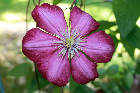 Clematis vine  Geotagged,United States,clematis vine,flower