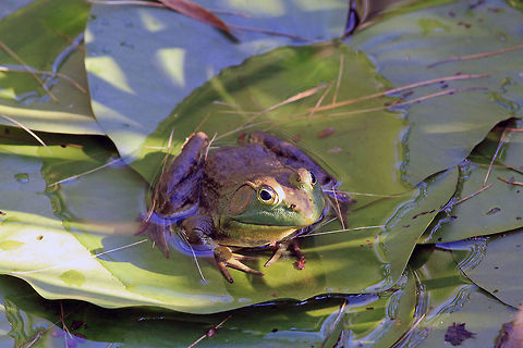 Relaxing_Frog_2