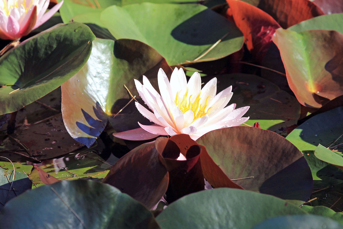 Water_Lily_9  Water Lily,pond