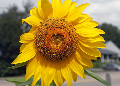 The Sunflower  Helianthus annuus,Sunflower