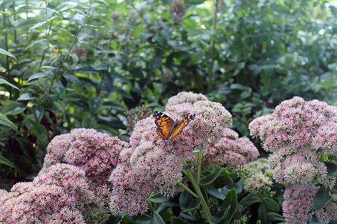 Butterfly-Perkins_Cove  American Painted Lady,Sedum,Vanessa (Cynthia) virginiensis