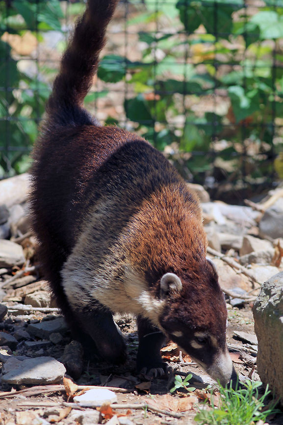 White-nosed Coati sniffing around  Nasua narica,White-nosed coati