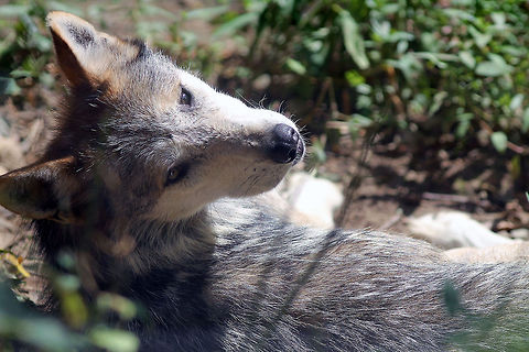 Mexican Grey Wolf  Canis lupus baileyi,Mexican Wolf