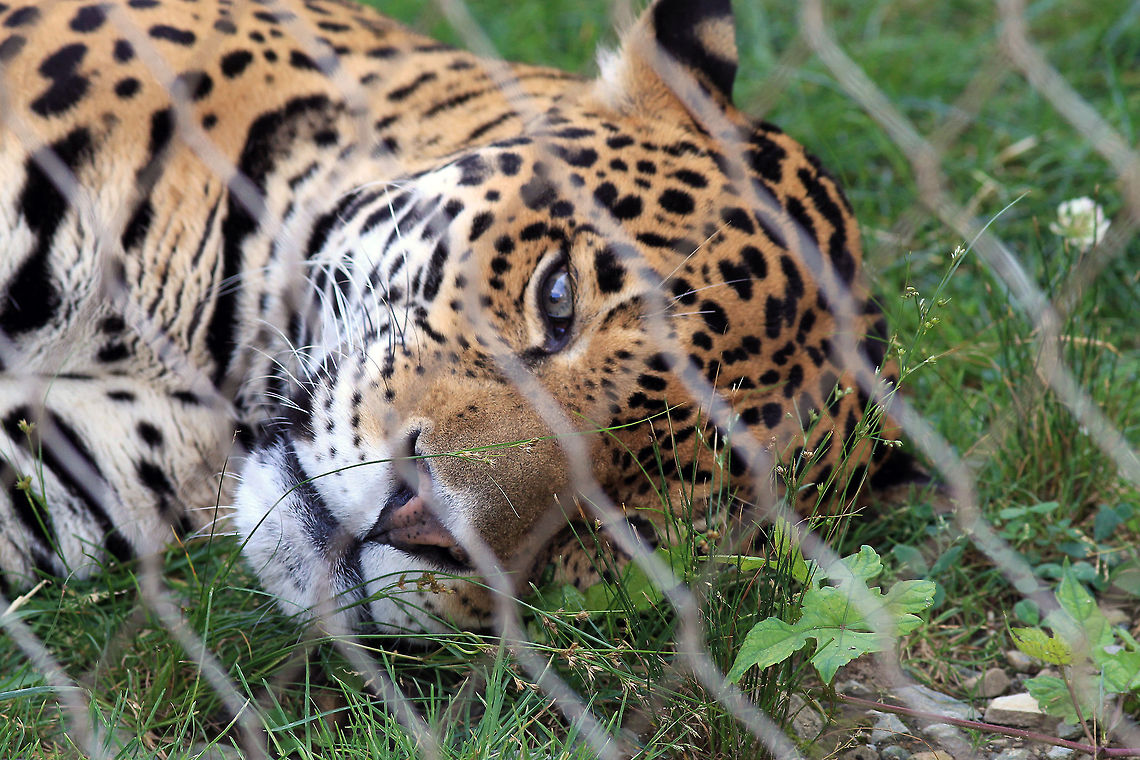 Jaguar stare  Jaguar,Panthera onca