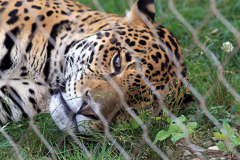 Jaguar stare  Jaguar,Panthera onca