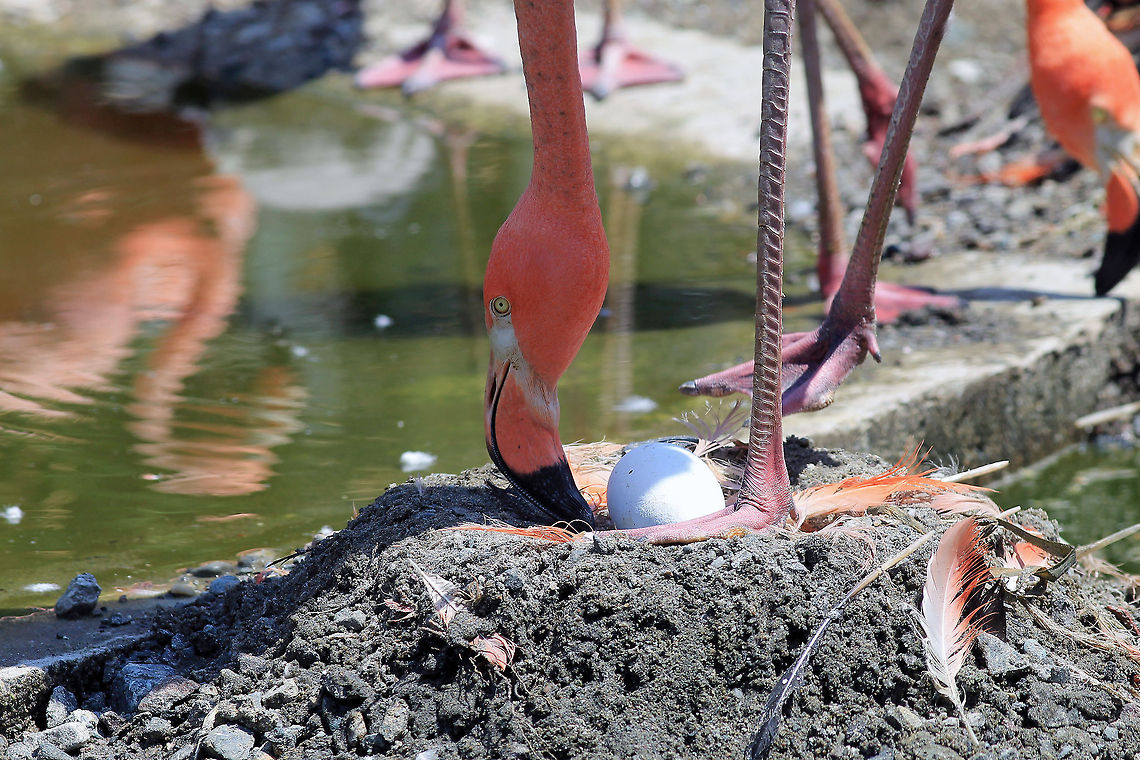 Flamingo Tending Egg Shot at the Stone Zoo. There were so many baby flamingos there at this time! American Flamingo,Phoenicopterus ruber