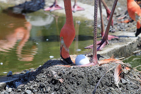Flamingo Tending Egg Shot at the Stone Zoo. There were so many baby flamingos there at this time! American Flamingo,Phoenicopterus ruber