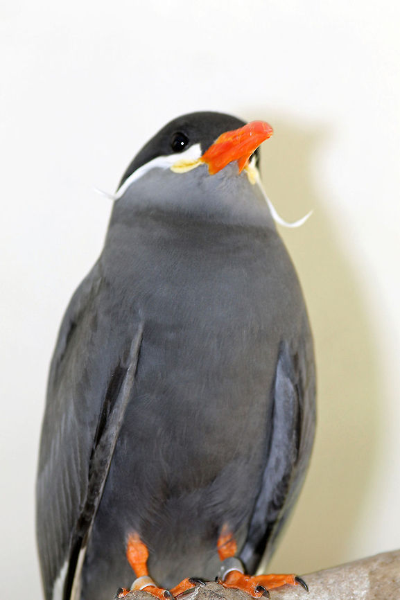Inca Tern at Stone Zoo Took this photo at the Stone Zoo. I was surprised how close I was able to get to this beautiful bird. Inca Tern,Larosterna inca