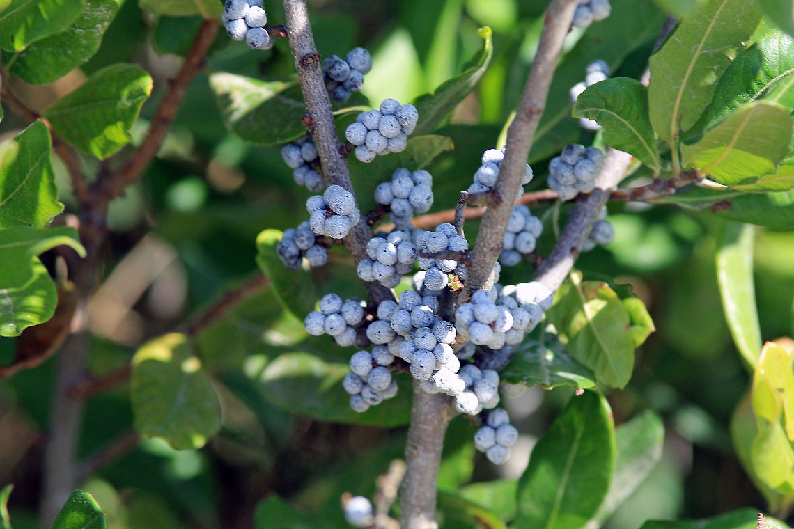 Bayberries at Wells Estuarine Research Reserve Bayberries photographed at the Wells Estuarine Research Reserve in Maine. Bayberries