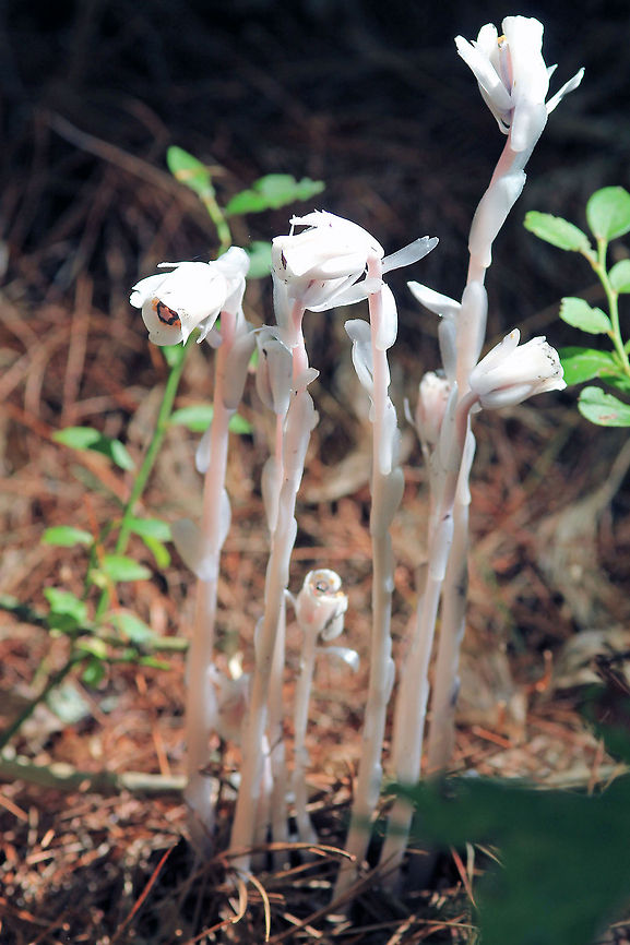 Indian Pipes Rachel Carson Refuge Shot at the Rachel Carson Wildlife Reserve in Maine Monotropa uniflora