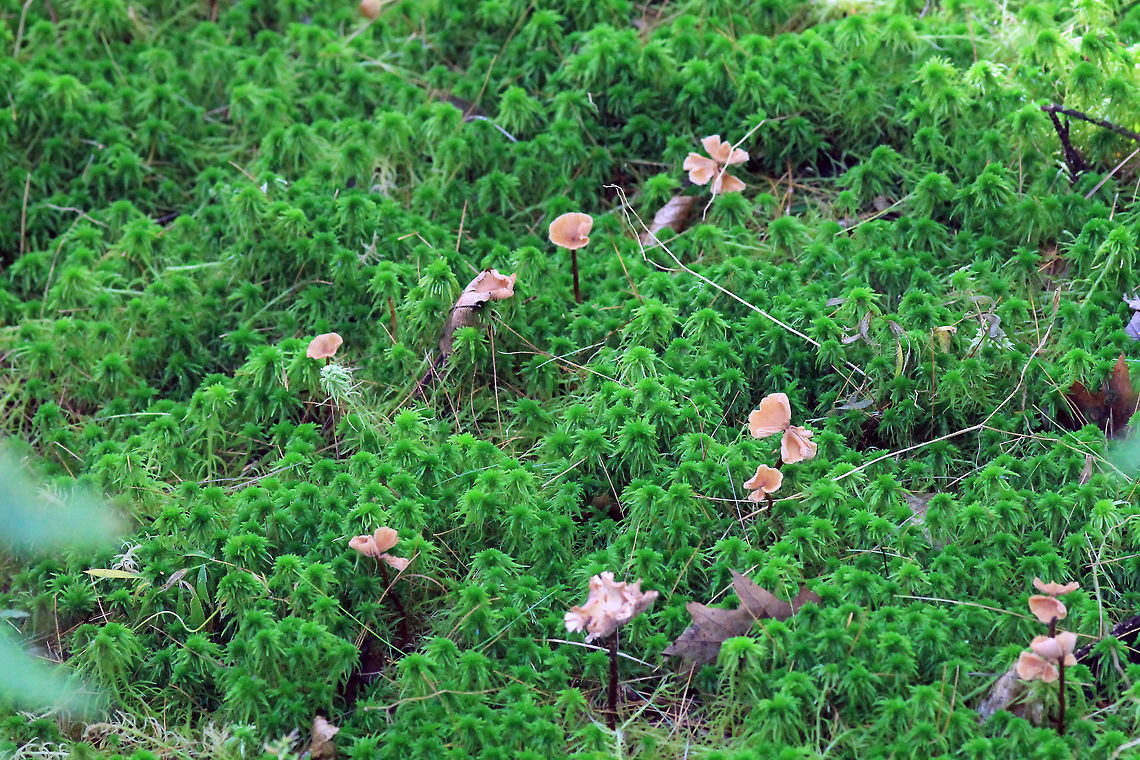 Moss Mushrooms Rachel Carson Refuge Shot at the Rachel Carson Wildlife Reserve in Maine Fungus,Moss,Mushrooms
