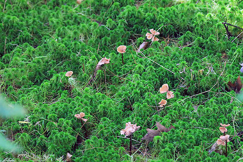 Moss Mushrooms Rachel Carson Refuge Shot at the Rachel Carson Wildlife Reserve in Maine Fungus,Moss,Mushrooms