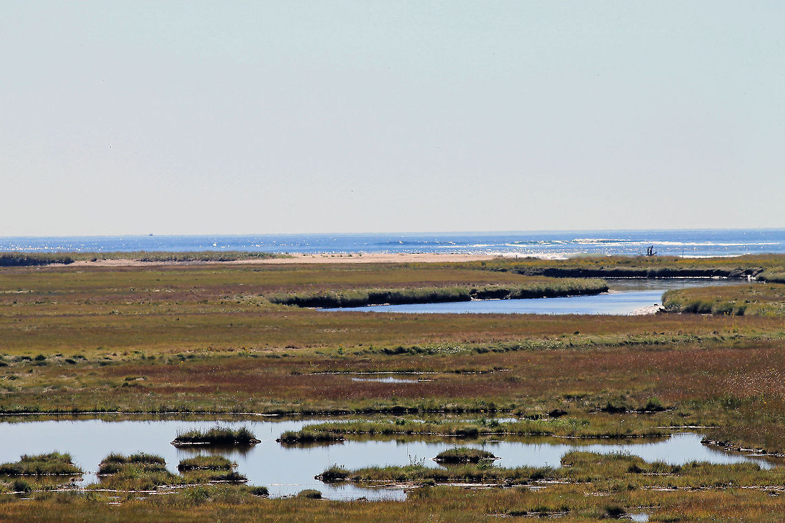 Salt Marsh Rachel Carson Refuge Shot at the Rachel Carson National Wildlife Refuge in Maine. Oceana,salt marsh