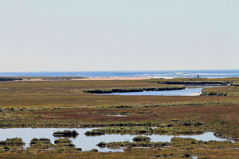 Salt Marsh Rachel Carson Refuge Shot at the Rachel Carson National Wildlife Refuge in Maine. Oceana,salt marsh